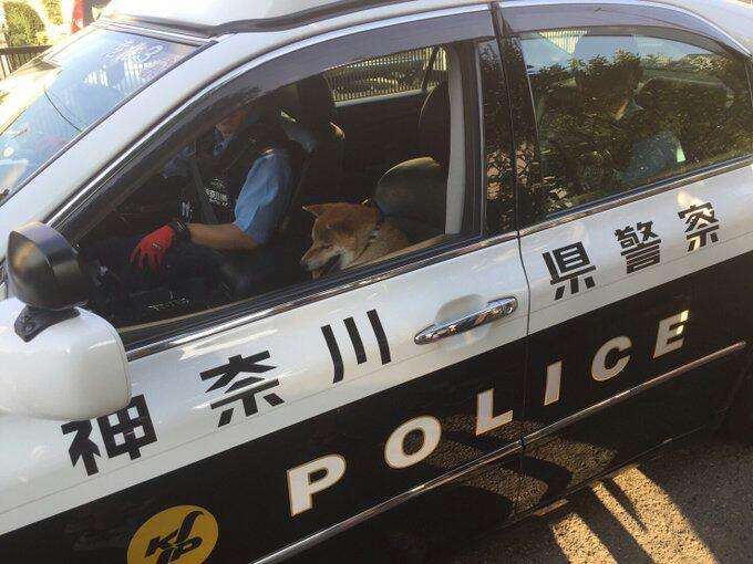 何で保存したんだろうって画像を貼っていくトピ