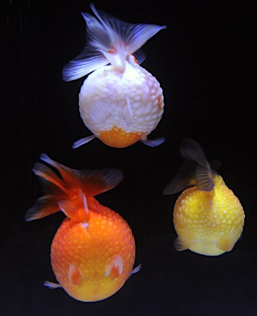 何で保存したんだろうって画像を貼っていくトピ