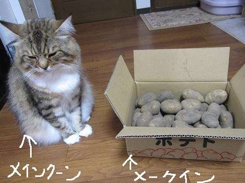 何で保存したんだろうって画像を貼っていくトピ