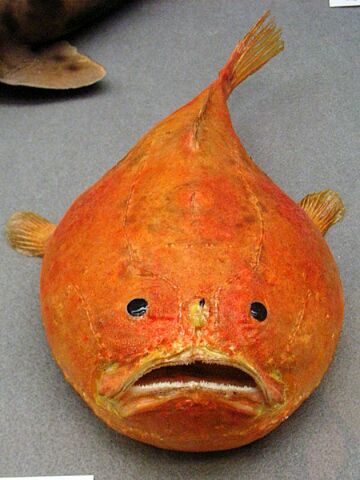 何で保存したんだろうって画像を貼っていくトピ