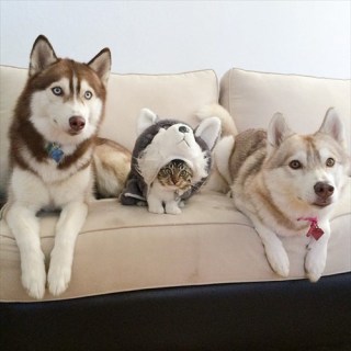 モノマネ画像集