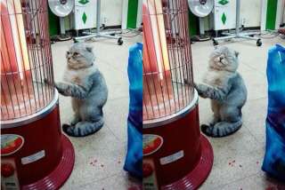 「ご主人、早く点けてニャ!」ストーブ前に整列して必死に訴えるねこたちが超絶かわいい!!