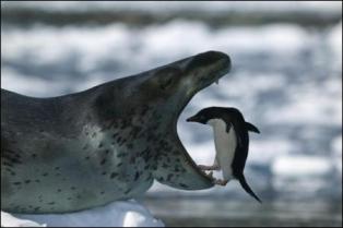 【癒しトピ】動物のあくびしてる画像集めよう