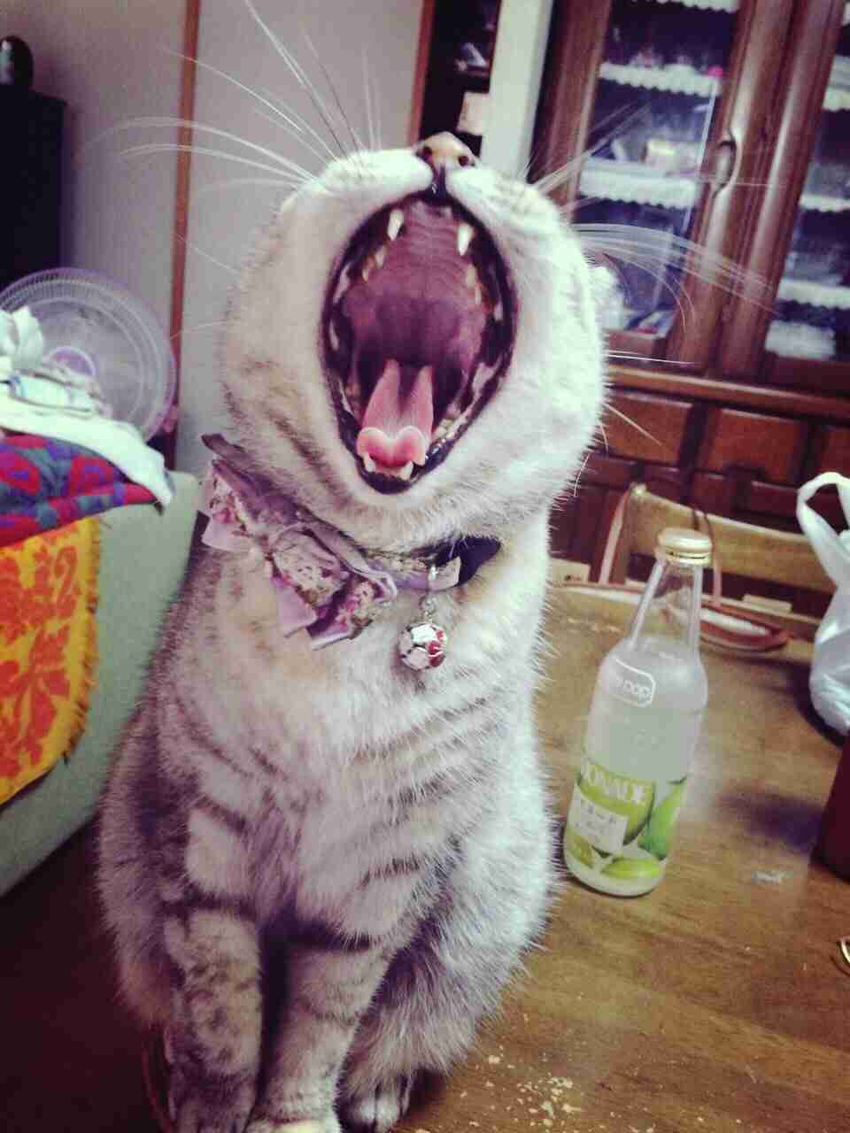 【癒しトピ】動物のあくびしてる画像集めよう