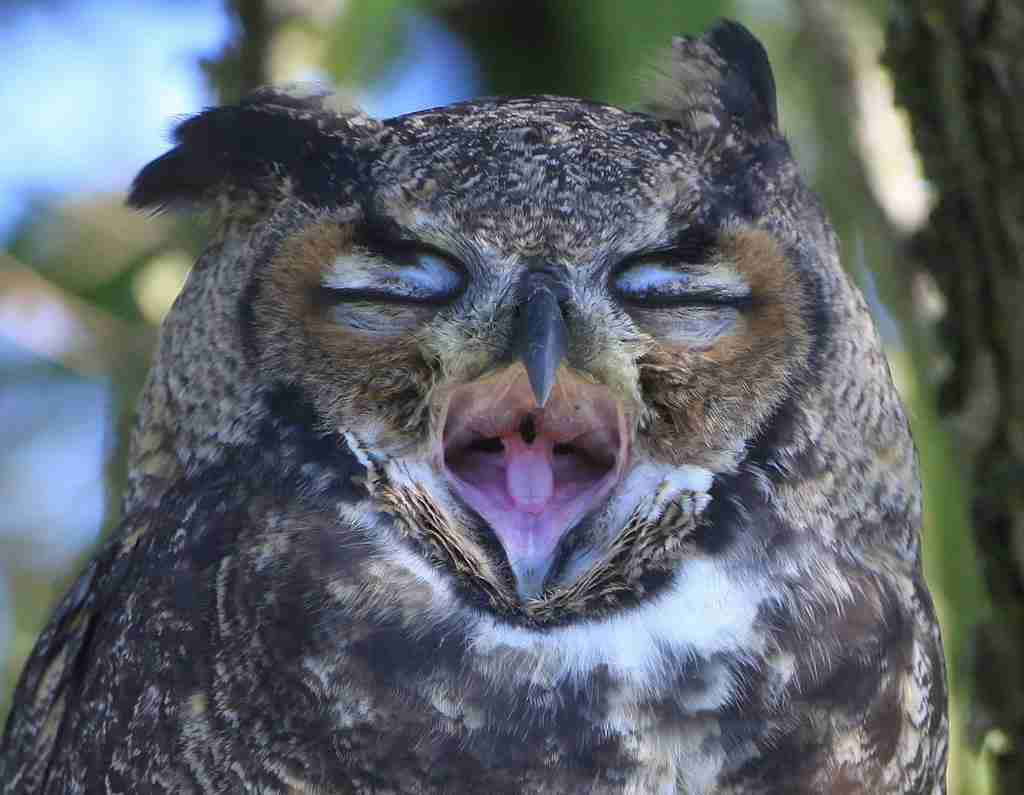 【癒しトピ】動物のあくびしてる画像集めよう