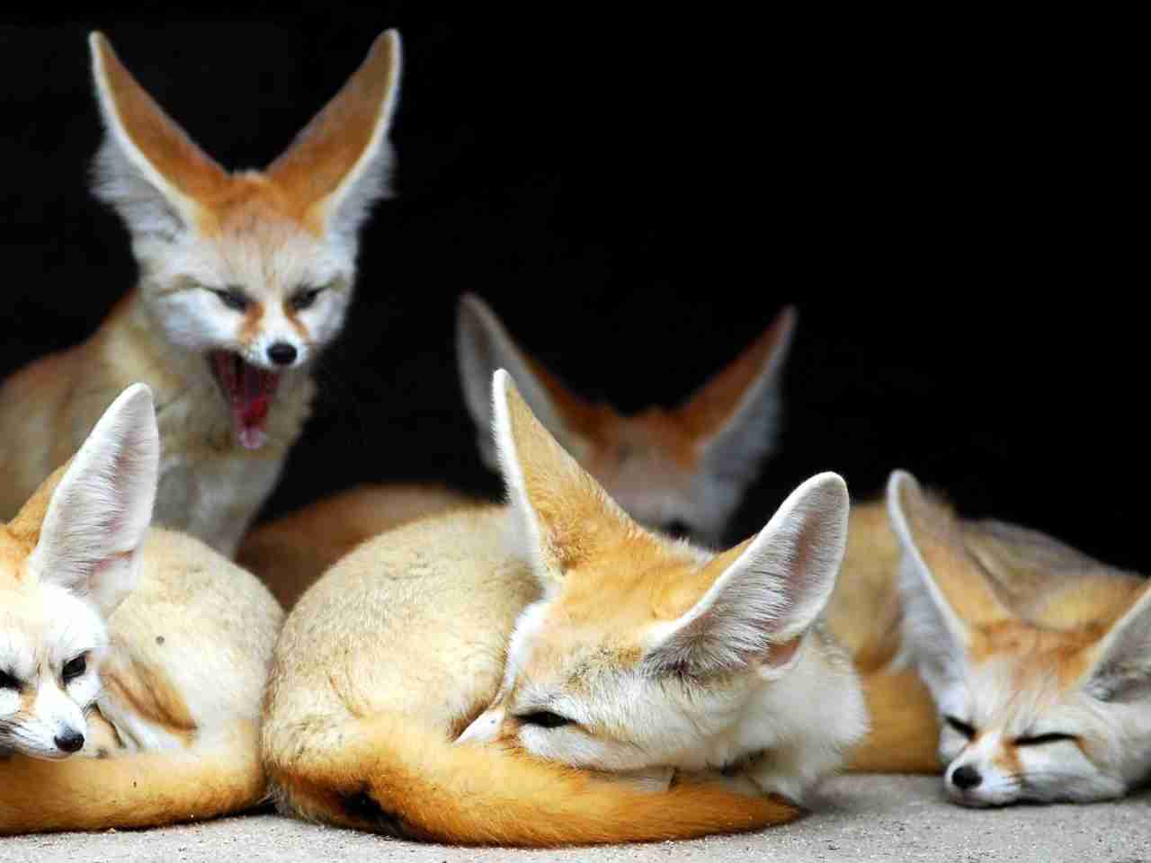 【癒しトピ】動物のあくびしてる画像集めよう