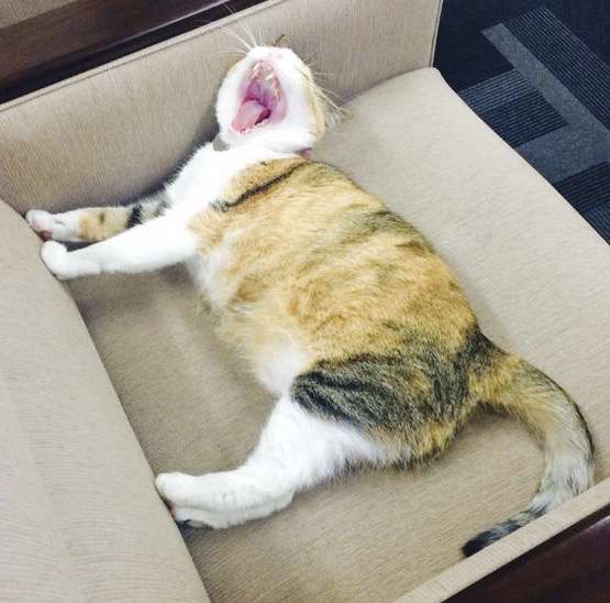 【癒しトピ】動物のあくびしてる画像集めよう