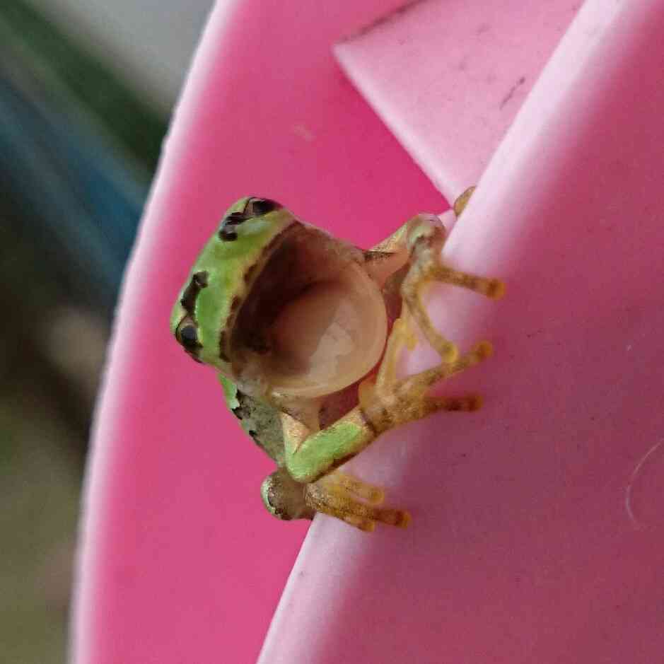【癒しトピ】動物のあくびしてる画像集めよう