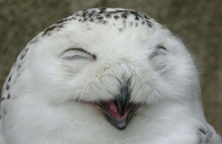 【癒しトピ】動物のあくびしてる画像集めよう