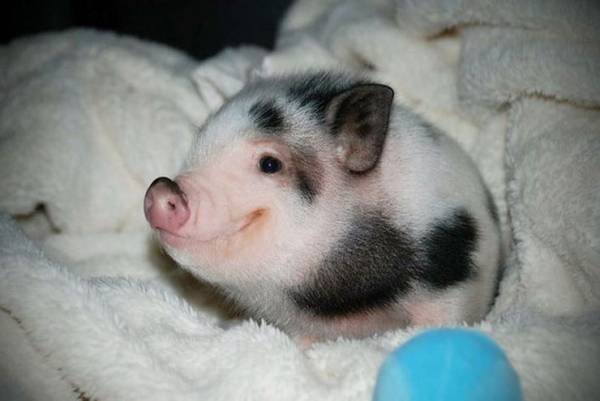 疲れたあなたへ。赤ちゃん動物たちの愛くるしい写真の癒し効果がすごすぎると話題に