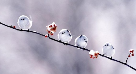 疲れたあなたへ。赤ちゃん動物たちの愛くるしい写真の癒し効果がすごすぎると話題に