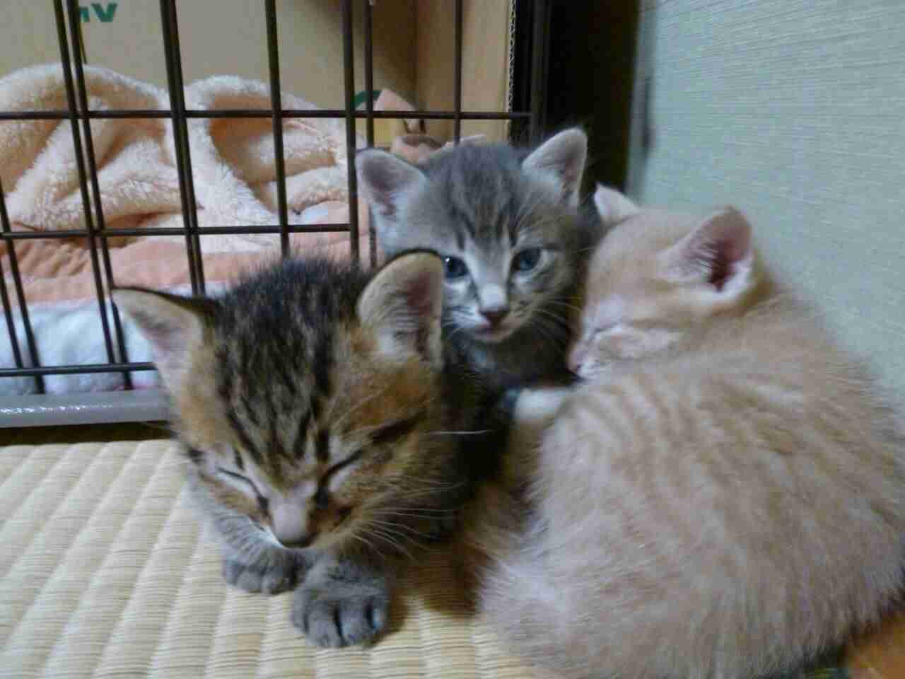 疲れたあなたへ。赤ちゃん動物たちの愛くるしい写真の癒し効果がすごすぎると話題に