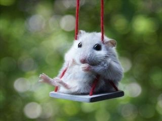 疲れたあなたへ。赤ちゃん動物たちの愛くるしい写真の癒し効果がすごすぎると話題に