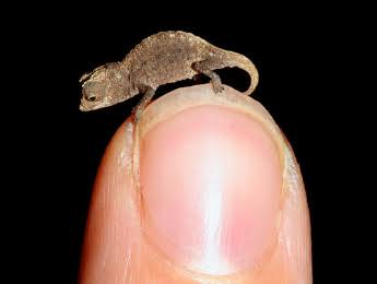疲れたあなたへ。赤ちゃん動物たちの愛くるしい写真の癒し効果がすごすぎると話題に