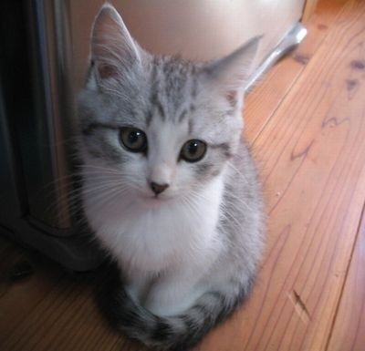 疲れたあなたへ。赤ちゃん動物たちの愛くるしい写真の癒し効果がすごすぎると話題に