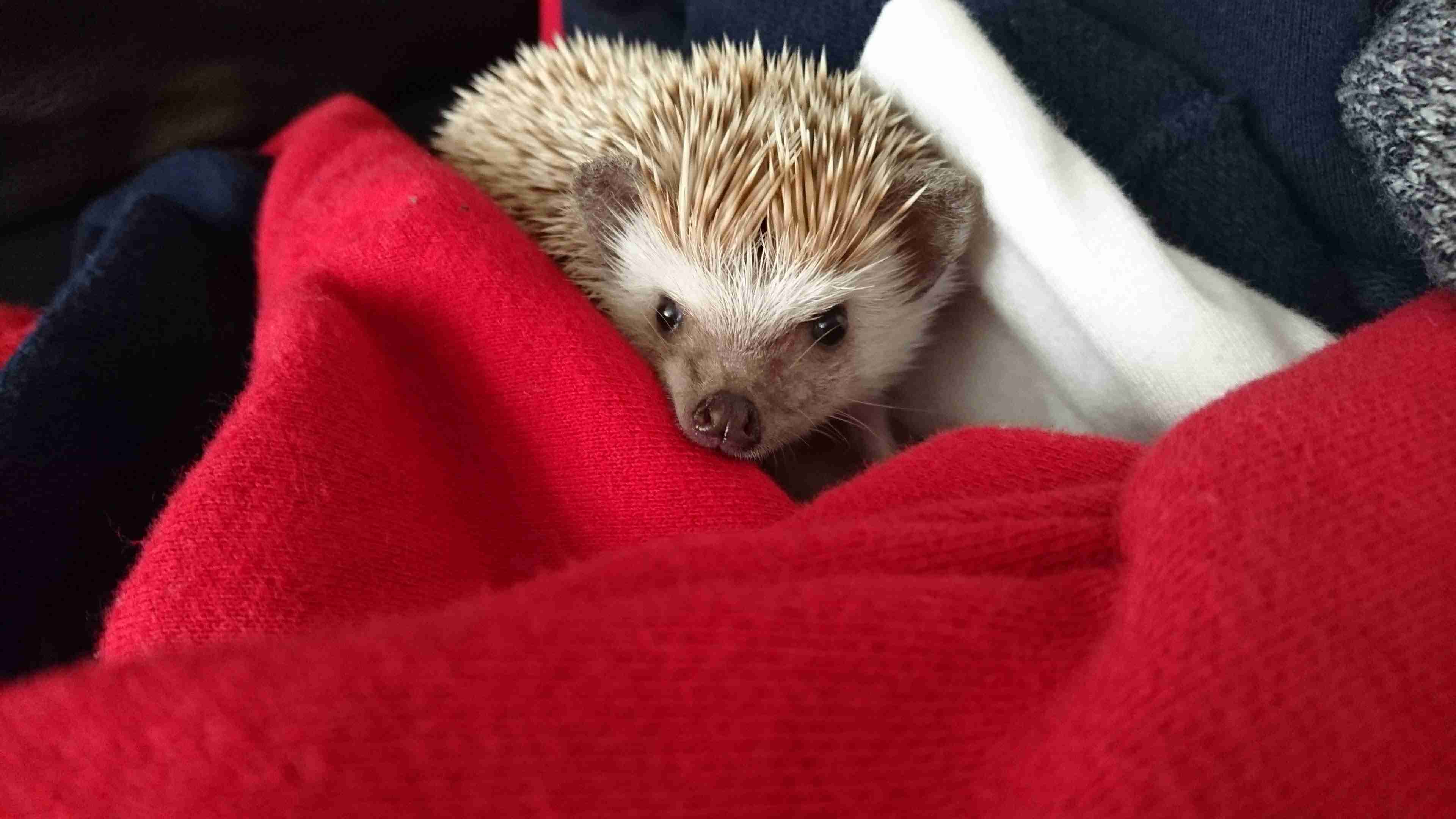 疲れたあなたへ。赤ちゃん動物たちの愛くるしい写真の癒し効果がすごすぎると話題に