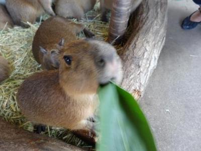 疲れたあなたへ。赤ちゃん動物たちの愛くるしい写真の癒し効果がすごすぎると話題に