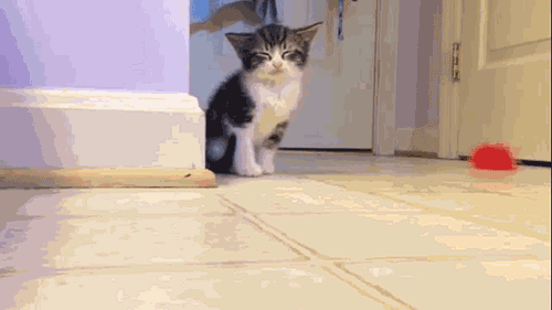 疲れたあなたへ。赤ちゃん動物たちの愛くるしい写真の癒し効果がすごすぎると話題に