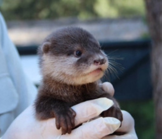 疲れたあなたへ。赤ちゃん動物たちの愛くるしい写真の癒し効果がすごすぎると話題に