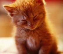 疲れたあなたへ。赤ちゃん動物たちの愛くるしい写真の癒し効果がすごすぎると話題に