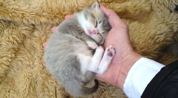疲れたあなたへ。赤ちゃん動物たちの愛くるしい写真の癒し効果がすごすぎると話題に