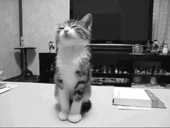 疲れたあなたへ。赤ちゃん動物たちの愛くるしい写真の癒し効果がすごすぎると話題に