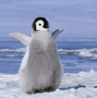 疲れたあなたへ。赤ちゃん動物たちの愛くるしい写真の癒し効果がすごすぎると話題に