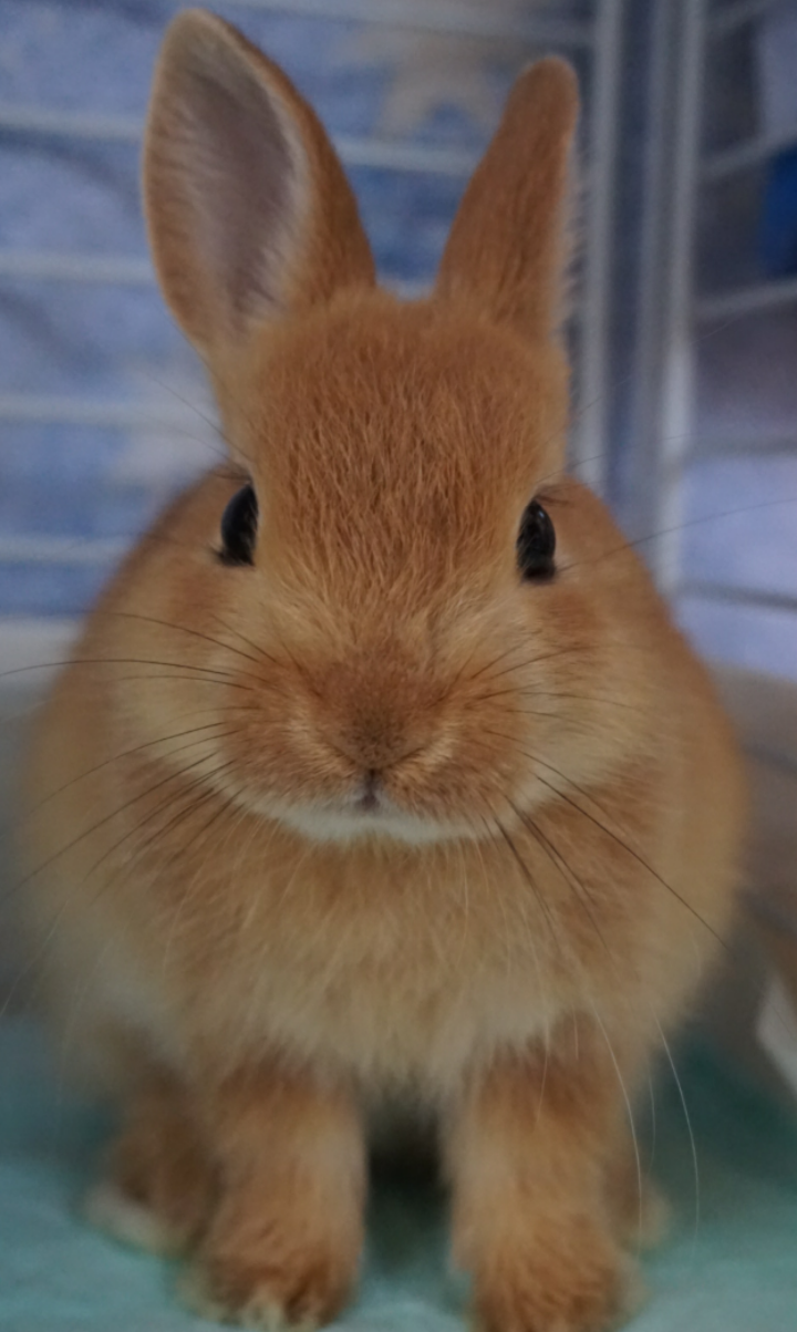 疲れたあなたへ。赤ちゃん動物たちの愛くるしい写真の癒し効果がすごすぎると話題に