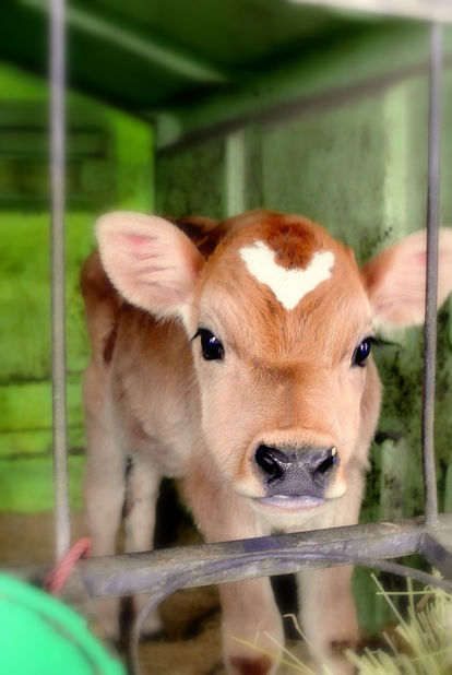 疲れたあなたへ。赤ちゃん動物たちの愛くるしい写真の癒し効果がすごすぎると話題に