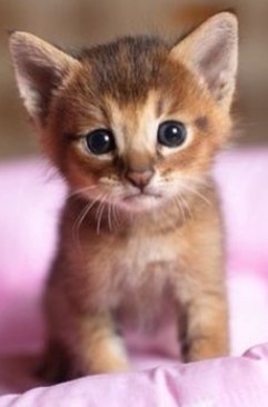 疲れたあなたへ。赤ちゃん動物たちの愛くるしい写真の癒し効果がすごすぎると話題に