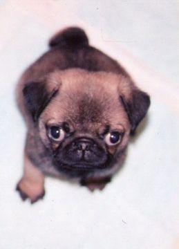 疲れたあなたへ。赤ちゃん動物たちの愛くるしい写真の癒し効果がすごすぎると話題に
