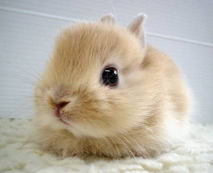疲れたあなたへ。赤ちゃん動物たちの愛くるしい写真の癒し効果がすごすぎると話題に