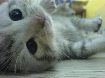 疲れたあなたへ。赤ちゃん動物たちの愛くるしい写真の癒し効果がすごすぎると話題に