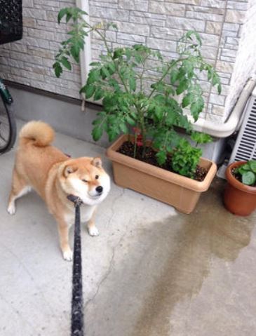 本音をぼやくトピ