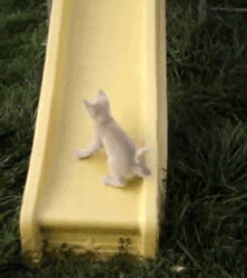 本音をぼやくトピ