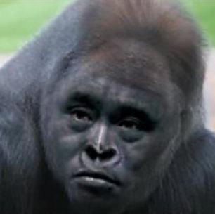 水原希子 前田敦子ほか ゴリラ顔美女 が芸能界のトレンドに ガールズちゃんねる Girls Channel