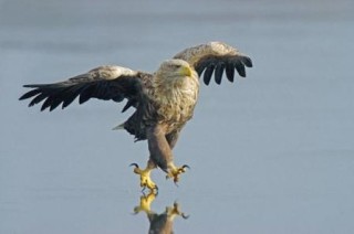 鷹の姿があまりにも威風堂々だったのでコラ職人頑張る