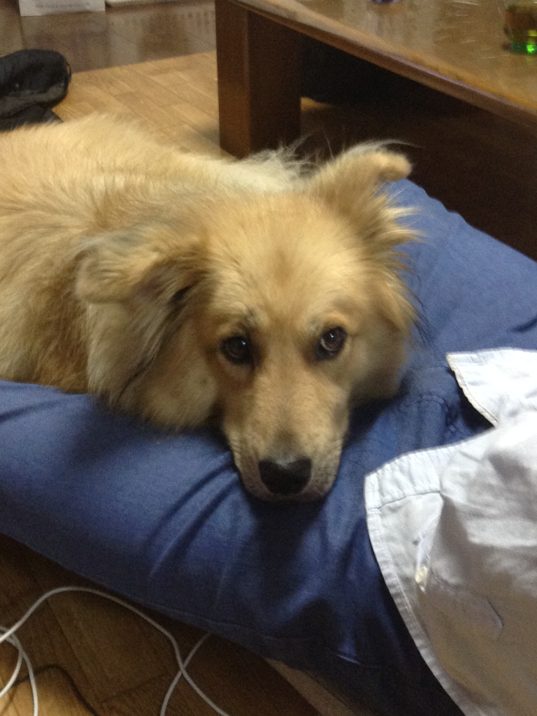 「妻が風呂に入ると、いつも覗きにいく」　ワンコの不思議な行動には理由があった