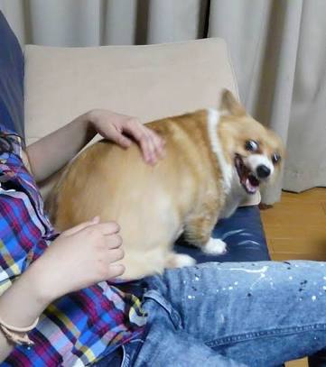 「掃除のときにコーギー犬がいると、なぜ最高なのか?」→「こんなことになるから!」