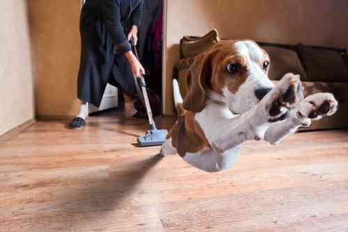 「掃除のときにコーギー犬がいると、なぜ最高なのか?」→「こんなことになるから!」