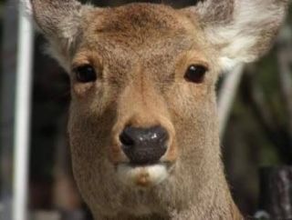 歌詞に合いそうな画像を貼るトピ