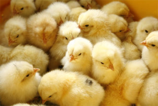 リア充ががるちゃんにいるか実験するトピ