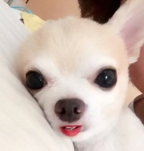 【落ち着け】人生初めてプールに入ったワンちゃんの必至過ぎる行動がかわいいと話題に。
