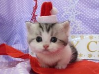 一度だけ経験があることに＋するトピ