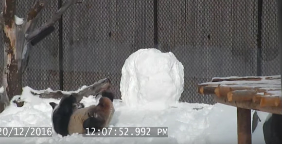 【雪だるまVSパンダ】こんなかわいい闘い、世界のどこにもねぇよと言いたくなる愛らしい動画が話題に