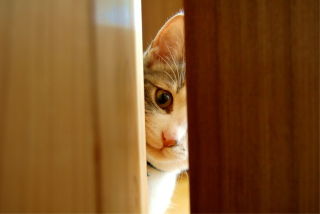 ガルちゃん猫カフェ☆10号店開店しました (はじめての方も大歓迎♪)