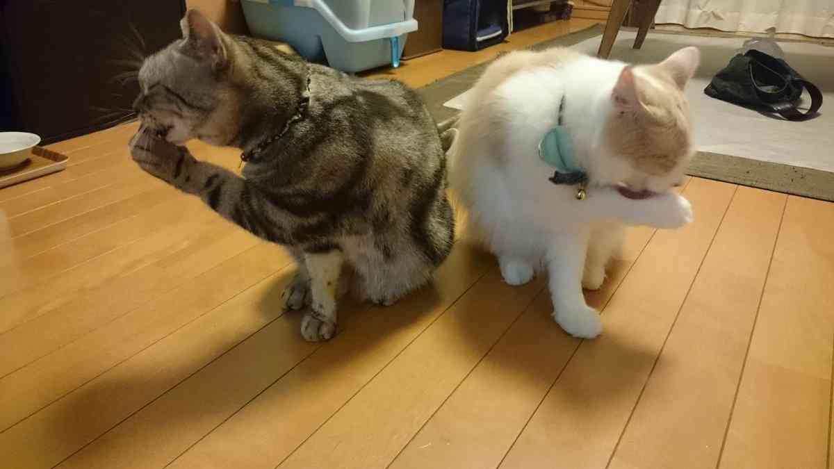 ガルちゃん猫カフェ☆10号店開店しました (はじめての方も大歓迎♪)