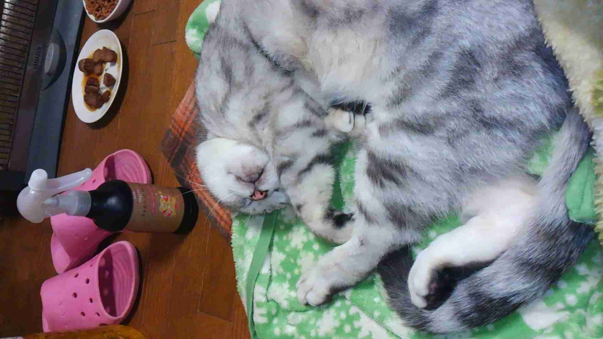 ガルちゃん猫カフェ☆10号店開店しました (はじめての方も大歓迎♪)