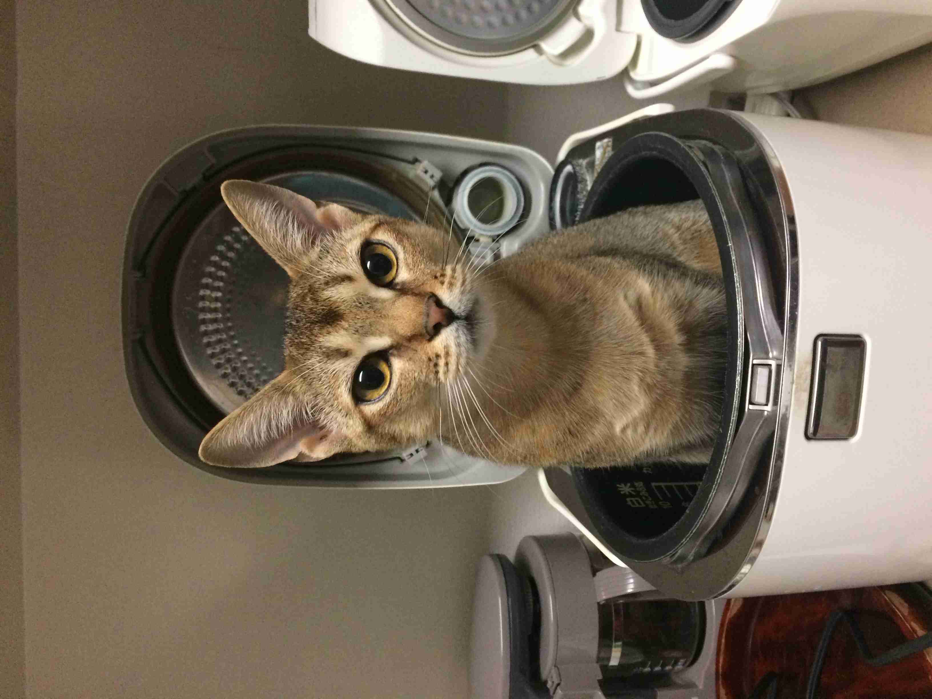 ガルちゃん猫カフェ☆10号店開店しました (はじめての方も大歓迎♪)