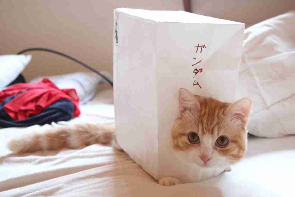 ガルちゃん猫カフェ☆10号店開店しました (はじめての方も大歓迎♪)